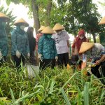 Plt Ketua TP PKK bersama kader panen Jahe dan Jambu kristal