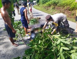 Wanita 23 Tahun, Tewas Dalam Kecelakaan Lalu Lintas di Jl.Trans Kalimantan
