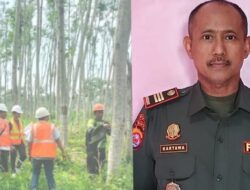Perhutani Tebang Kayu mahoni dan Almanium di Dua titik Kabupaten lebak