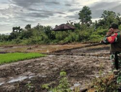 Babinsa Koramil 1710-03/Kuala Kencana Dampingi Petani Atasi Tantangan Hama dan Cuaca di Mimika