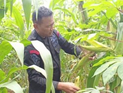 Brimob Polda Metro Jaya Wujudkan Ketahanan Pangan Lewat Program P2L Dengan Panen Jagung