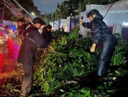 Brimob Polda Metro Jaya Gerak Cepat Evakuasi Pohon Tumbang di Kebayoran Baru