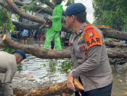 Brimob Metro Jaya Sigap Tangani Pohon Tumbang di Tanjung Priok
