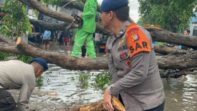 Brimob Metro Jaya Sigap Tangani Pohon Tumbang di Tanjung Priok