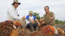 PTPN IV PalmCo Serap 2,09 Juta Ton TBS dari Petani Mitra