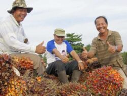 PTPN IV PalmCo Serap 2,09 Juta Ton TBS dari Petani Mitra