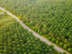Sertifikasi Keberlanjutan PalmCo Tumbuh, Nilai Premium Produk Naik 47,87 Persen