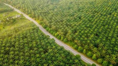 Sertifikasi Keberlanjutan PalmCo Tumbuh, Nilai Premium Produk Naik 47,87 Persen